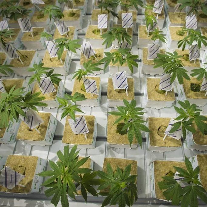 Tough ruling against former cannabis execs could send message: experts
